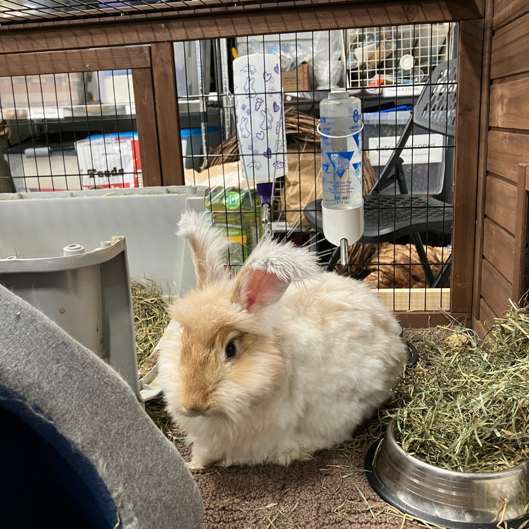 Peaches : Angora Rabbit