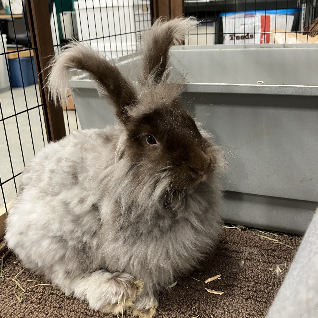 Cocoa : Angora Rabbit